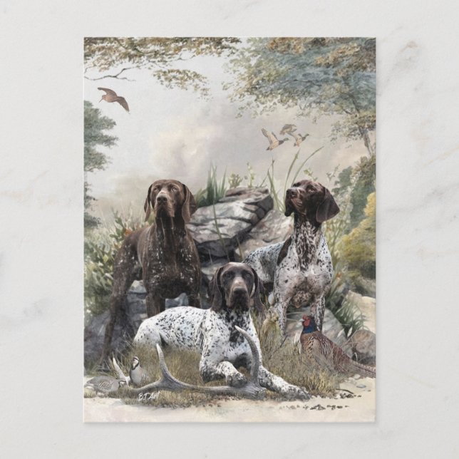 Cartão Postal O ponteiro alemão Shorthired ou Deutsch Kurzhaar (Frente)