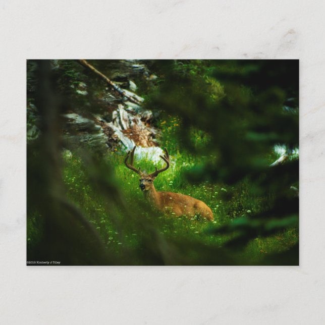 Cartão Postal O Príncipe da Floresta (Frente)