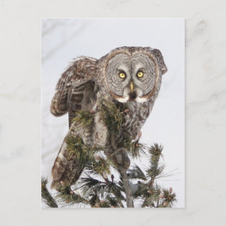 Cartão Postal O príncipe encantador.jpg