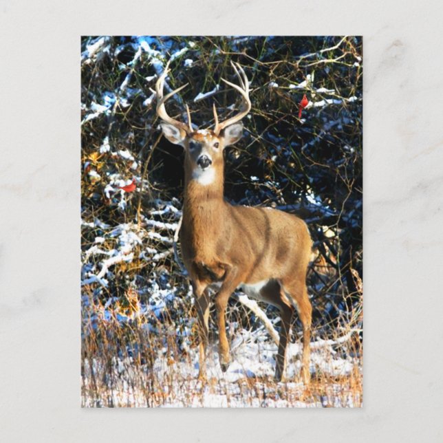 Cartão Postal "O Príncipe Inverno" (Frente)