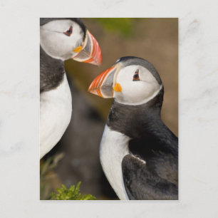 Cartão Postal O Puffin Atlântico