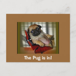 Cartão Postal O Pug está dentro!