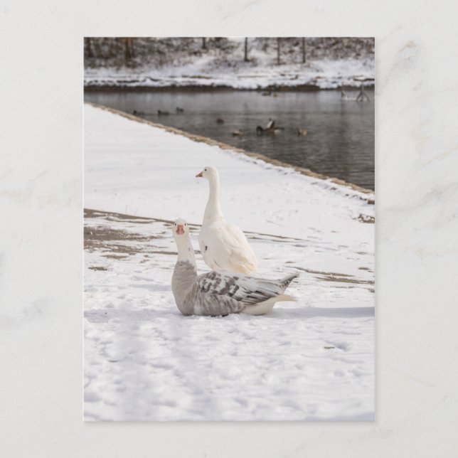 Cartão Postal O que é ganso (Frente)