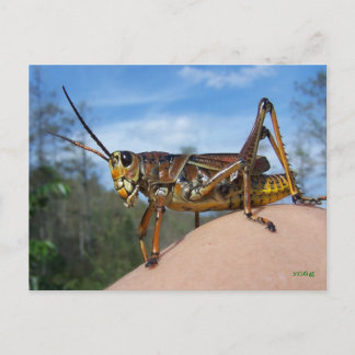 Cartão Postal O que é Hoppin