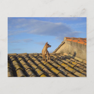 Cartão Postal O que é isso ali.