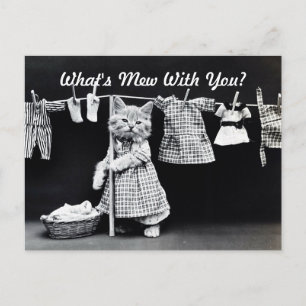 Cartão Postal O que é Mew Kitten?