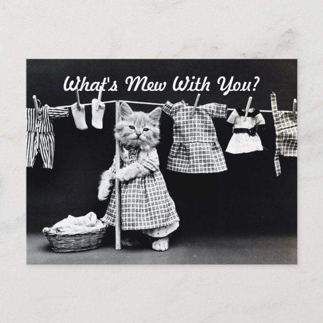 Cartão Postal O que é Mew Kitten? (Frente)