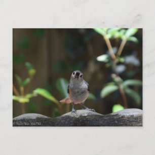 Cartão Postal O que faz