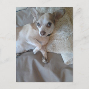 Cartão Postal O Que Foi?