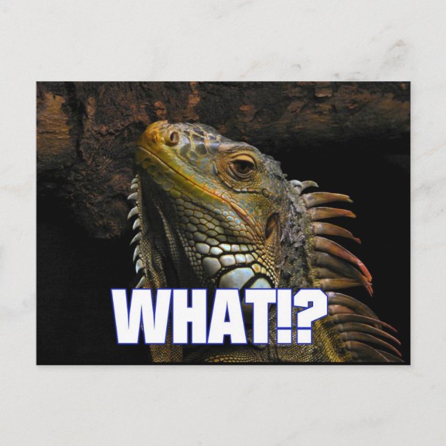 Cartão Postal O quê? Iguana (Frente)