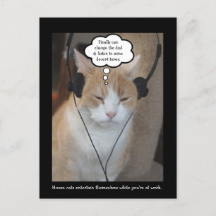 Cartão Postal O que os gatos da casa fazem o dia todo?