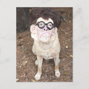 Cartão Postal O que você acha da minha fantasia?