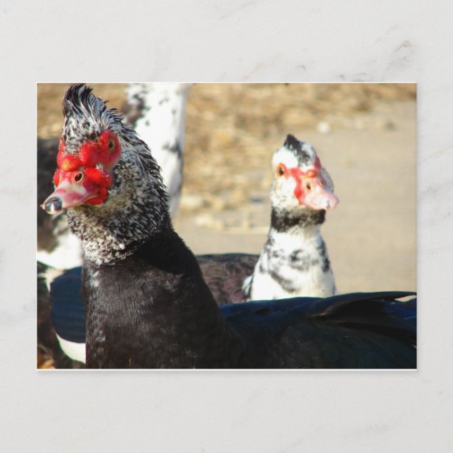 Cartão Postal "O que você está fazendo?" (Frente)