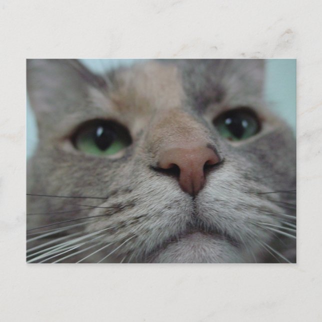 Cartão Postal O que você está fazendo? (Frente)