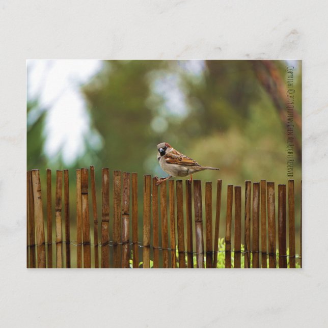 Cartão Postal O que você está olhando? (Frente)