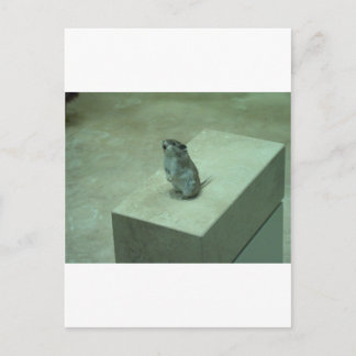 Cartão Postal O Rato Assassino (Onychomys leucogaster) uiva!