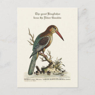 Cartão Postal O rei excelente do rio Gâmbia