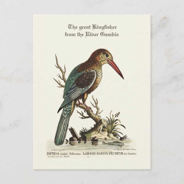 Cartão Postal O rei excelente do rio Gâmbia (Frente)