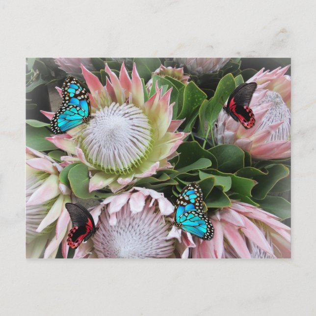 Cartão Postal O Rei Protea (Frente)