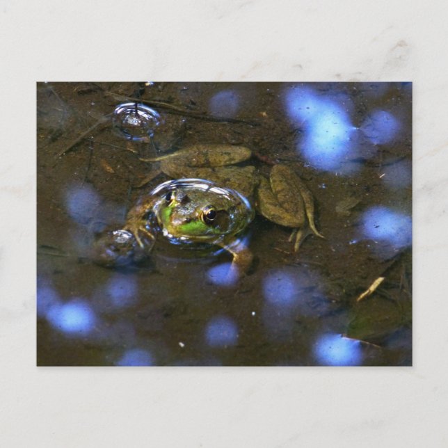 Cartão Postal O Sapo da Melissa (Frente)