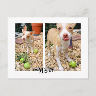 Cartão Postal O Senhor Gosta Delas Maçãs!