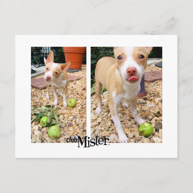 Cartão Postal O Senhor Gosta Delas Maçãs! (Frente)