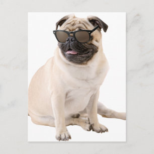 Cartão Postal O Shady Pug (Cor)