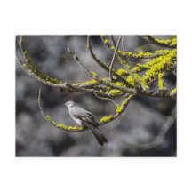 O Solitário de Townsend