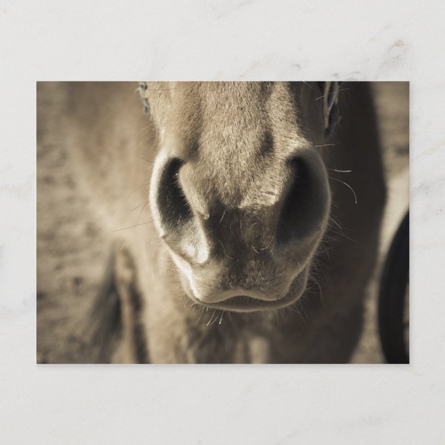 Cartão Postal O Sr. comestível incrível Ed (Frente)