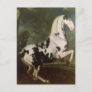 Cartão Postal O Stallion Piebald no Estudo Eisgruber