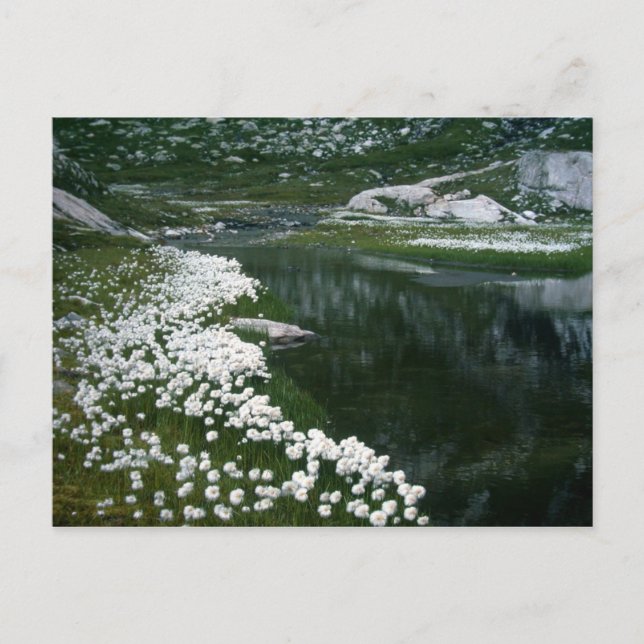 CARTÃO POSTAL O SUÍNO (Frente)