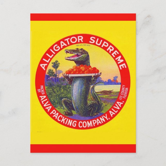 Cartão Postal O Suprem Alligator da Flórida (Frente)