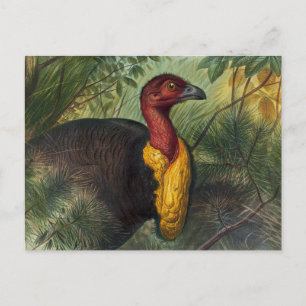 Cartão Postal O Talegalla de Joseph Wolf