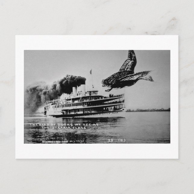 Cartão Postal O tipo de patos que vemos (Frente)