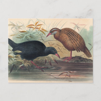 Cartão Postal O trilho Weka de Joseph Wolf