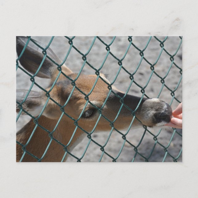 Cartão Postal O Veado Precioso - (Frente)