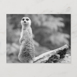 Cartão Postal "O vigia"