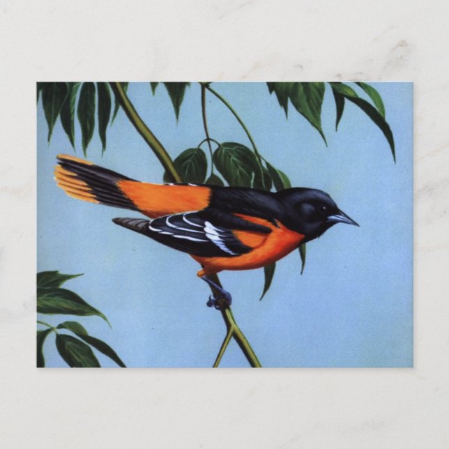 Cartão Postal O Weber's Baltimore Oriole (Frente)