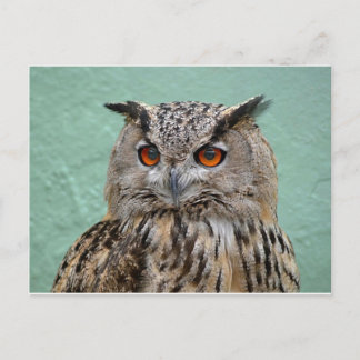 Cartão Postal O Wise Owl