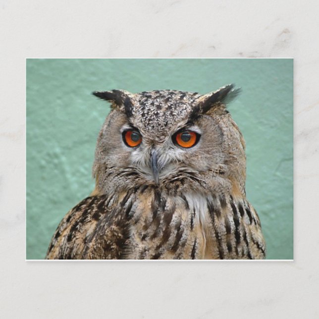 Cartão Postal O Wise Owl (Frente)