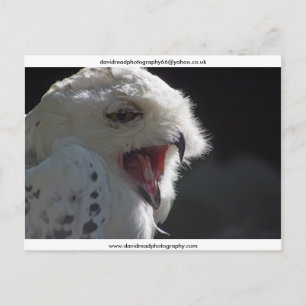 Cartão Postal O Yawn