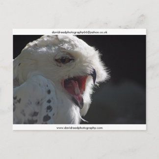 Cartão Postal O Yawn