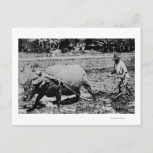 Cartão Postal Oahu, Havaí - Um Búfalo-Água E Um Calçado Para