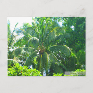 CARTÃO POSTAL OAHU,HAWAII #17 POSTCARD