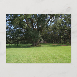 CARTÃO POSTAL OAK TREE