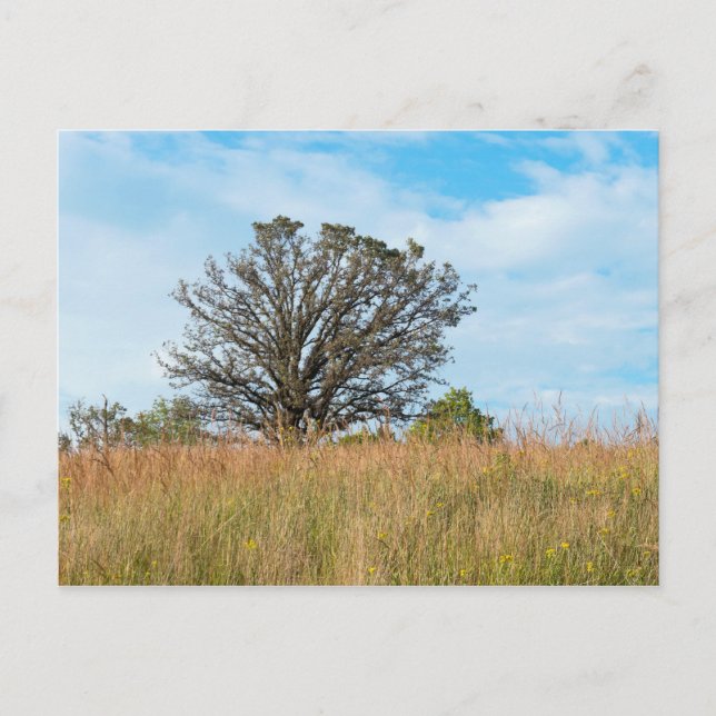 Cartão Postal Oak Tree e Tall Grass Prairie (Frente)