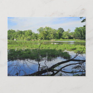 Cartão Postal Oakland Metropark Swans