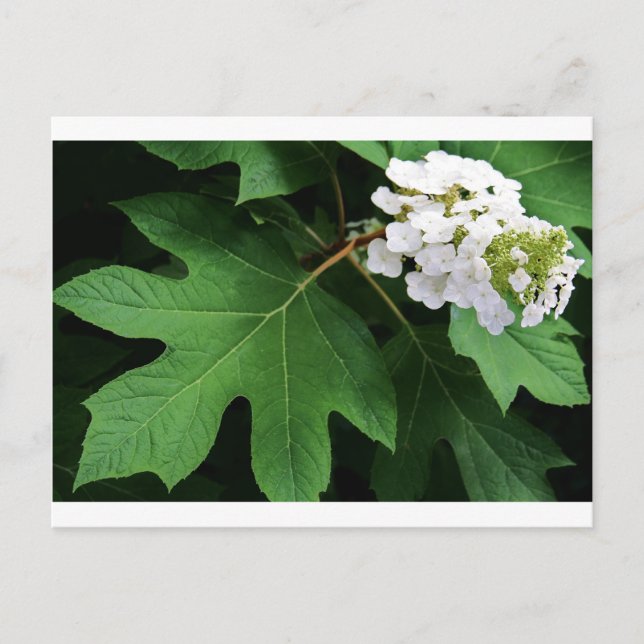 Cartão Postal "oakleaf hydrangea" por Coressel Productions (Frente)