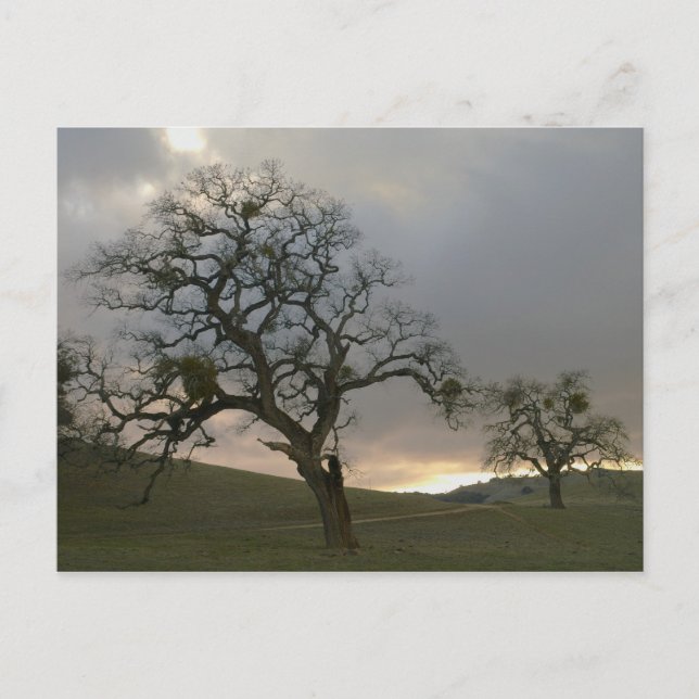 Cartão Postal Oaks de inverno com Mistletoe (Frente)