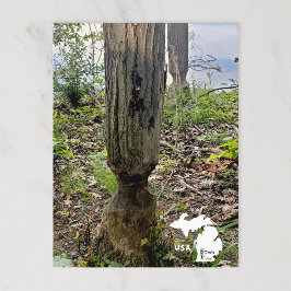 Cartão Postal Oakwoods Metropark Beaver Rastreio com Logotipo